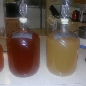 My brews so far