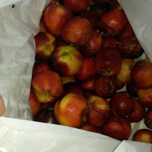 NECTARINES