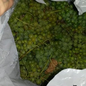 Grapes