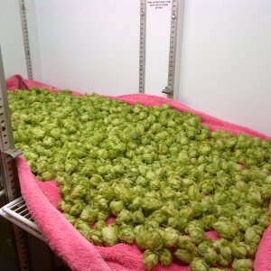 Hops on Towel