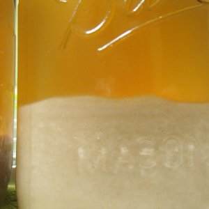 WLP029