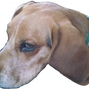 Horny Beagle