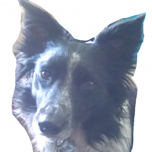Shepherds Friend