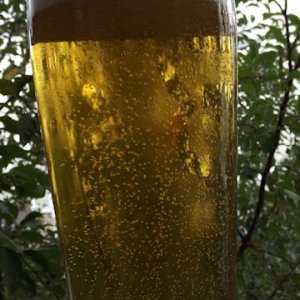 Yooper's Cream ale