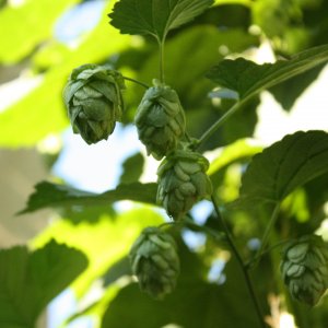 Cascade Cones