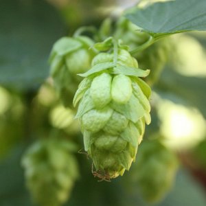 Cascade Cones