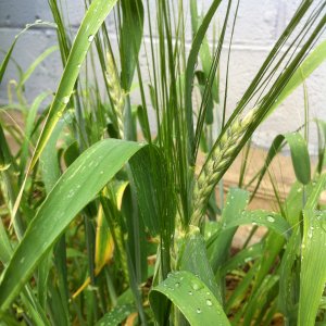 barley