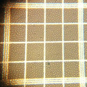 Tilquin Isolate