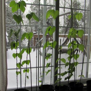 2015 seedling