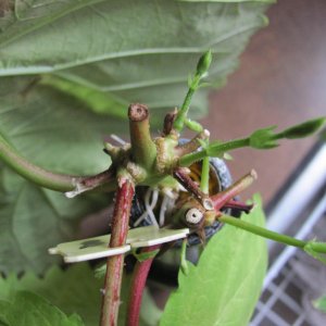 Hops cuttings