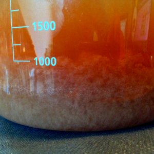 Blaugies Saison Dregs Starter