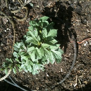 april23 chinook