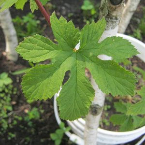 Various leaves pattern
