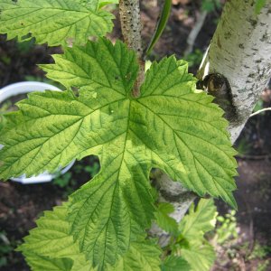 Various leaves pattern
