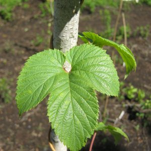 Various leaves pattern