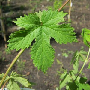 Various leaves pattern