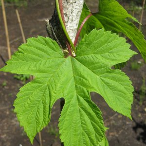 Various leaves pattern