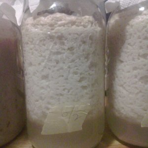continuous batching...... failure