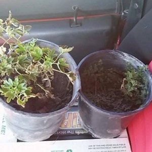 Cascade Hops - First Year