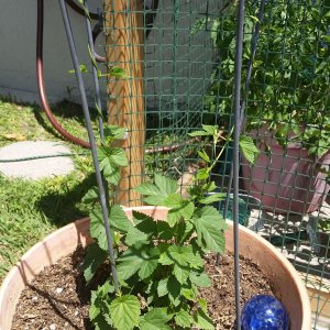 Cascade Hops - First Year