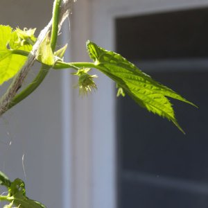 Cascade Hops - First Year