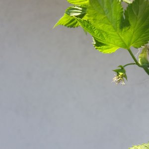 Cascade Hops - First Year