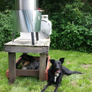 Brew Dogs