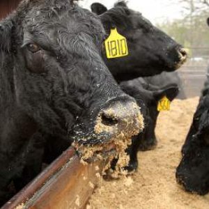 Tun Cows