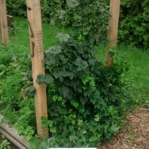 Cascade Hop Plant