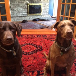 Mutts