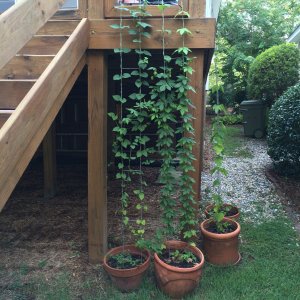 2nd Year Hops