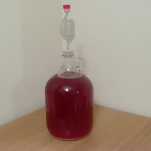 Redcurrant Melomel project