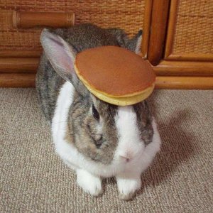 Pancake Bunny