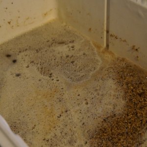 12 Beers of Christmas 2016 Brewing Gingerbread Ale