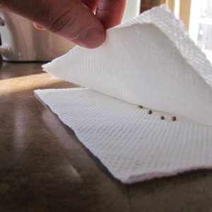 Germinating seeds in humid paper towel