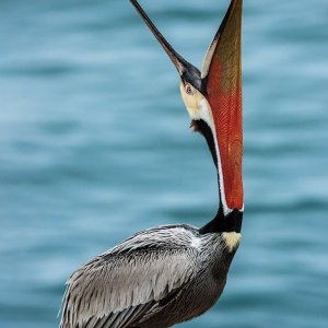 Brown Pelican-La Jolla Cave-California-2014-5