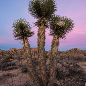 Joshua Tree-Joshua Tree NP-California-2014-4