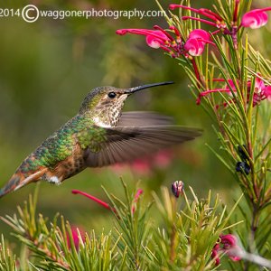 Rofous Hummingbird-San Elijo Lagoon-California-2014-1