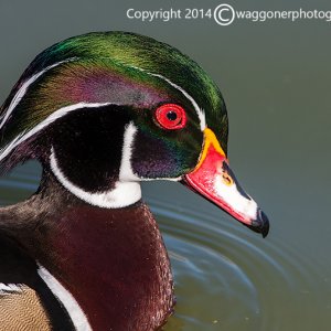 Wood Duck-Lindo Lake Park-California-2014-7