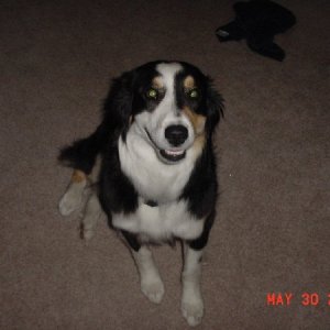 Beerdog