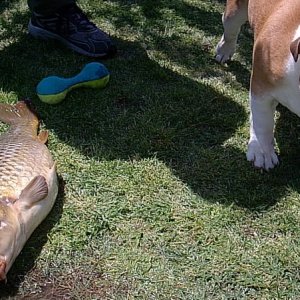 carp
