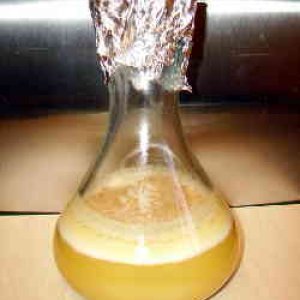 3102-YeastStarter3