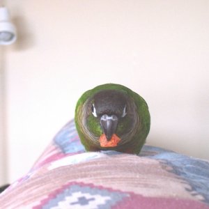 HissingParrot