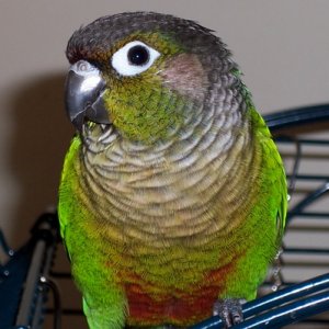 Buddyshowingoff