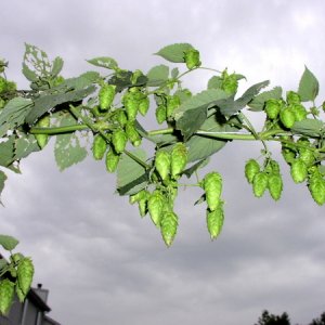 CascadeHops