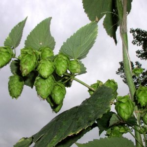 CascadeHops
