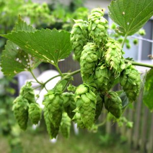 CascadeHops