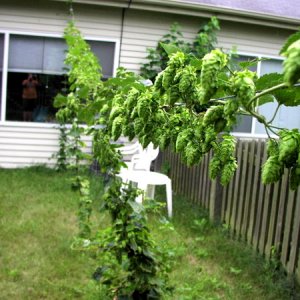 CascadeHops