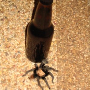 SpiderBeer