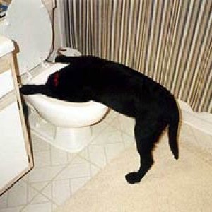 4008-Never-Give-Your-Dog-Beer